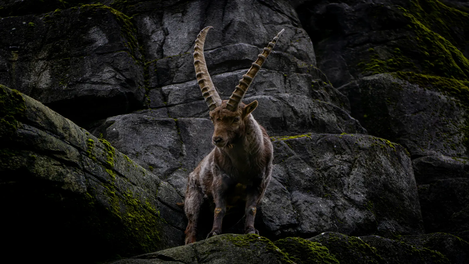 Steinbock in felsiger Landschaft als Sinnbild für charaktervolle Unikate aus Horn, Geweih und Holz
